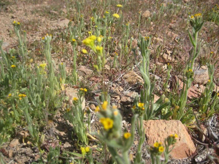 Sage BrushFlowers 029.JPG