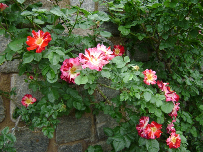 b-DSC04371.JPG
