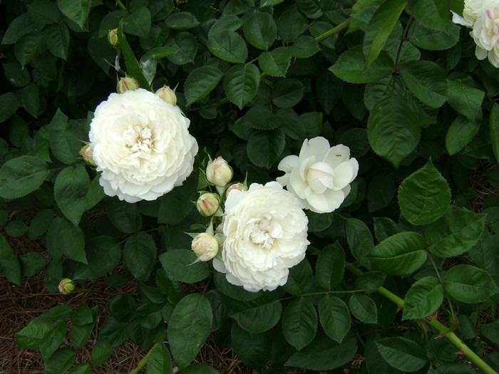 c-DSC04236.JPG