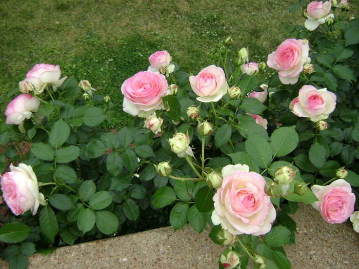 c-DSC04374.JPG