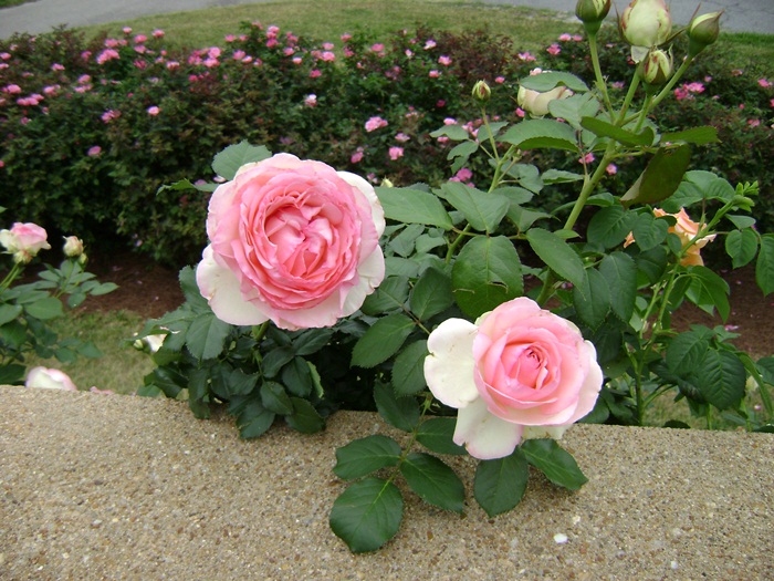 c-DSC04375.JPG