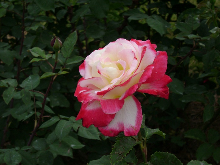 c-DSC04404.JPG