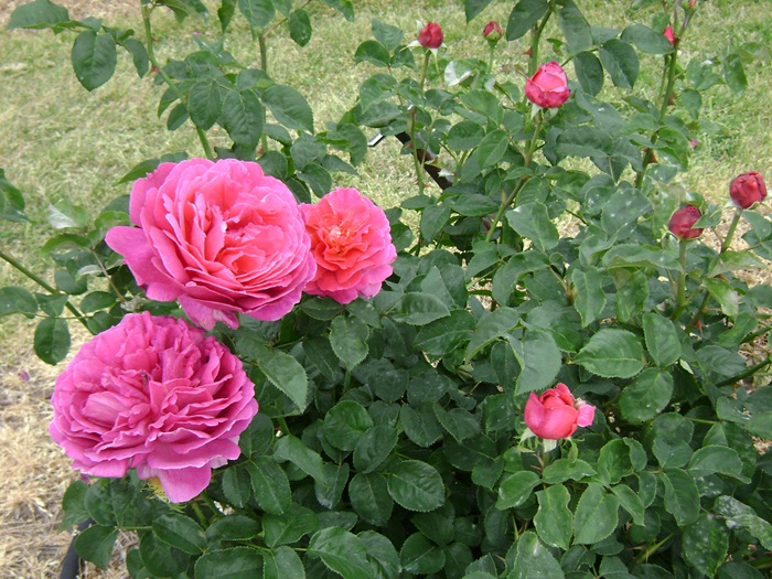c-DSC04408.JPG