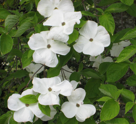 Dogwood 08.jpg Dogwood 08.jpg