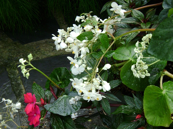 a-DSC02756.JPG