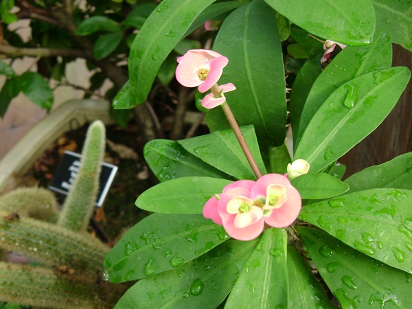 a-DSC02760.JPG