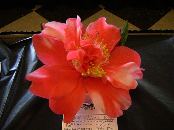 a-DSC03180.JPG