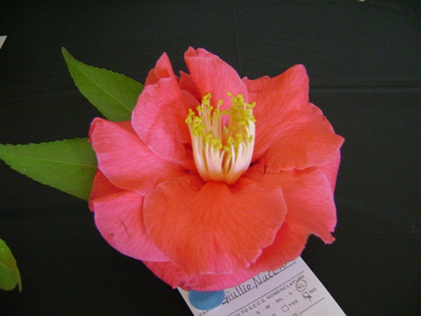 a-DSC03183.JPG