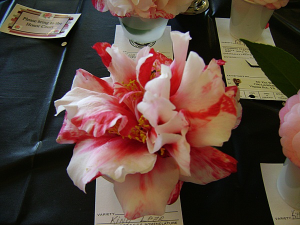 a-DSC03184.JPG