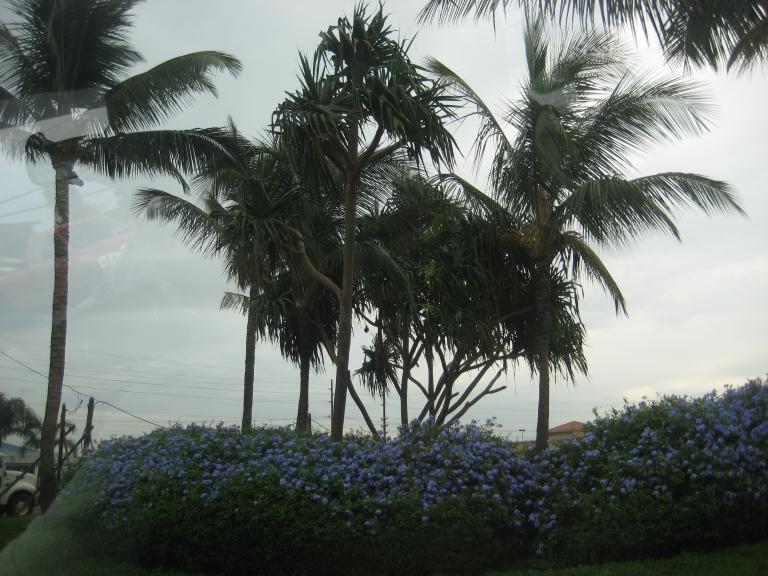Hawaii 234.JPG