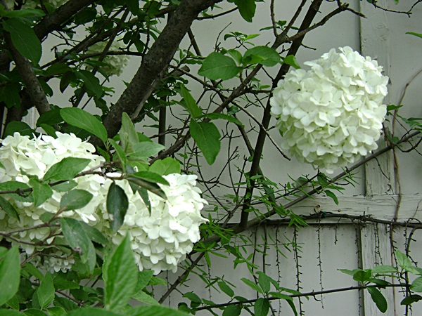 a-DSC03607.JPG