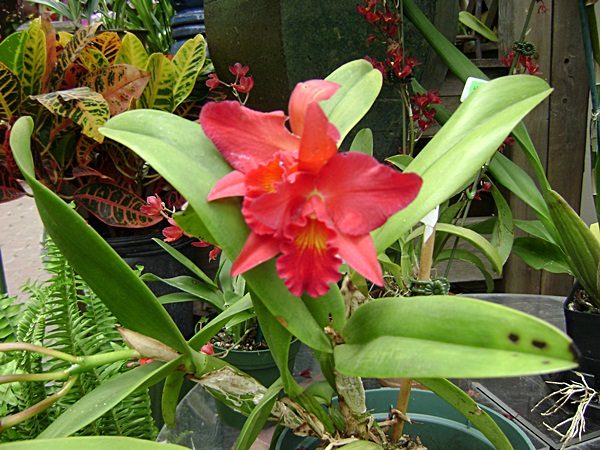 a-DSC03665.JPG