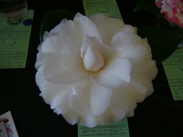 a-DSC03203.JPG
