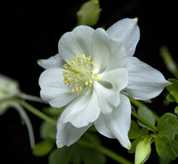 columbine_72.jpg