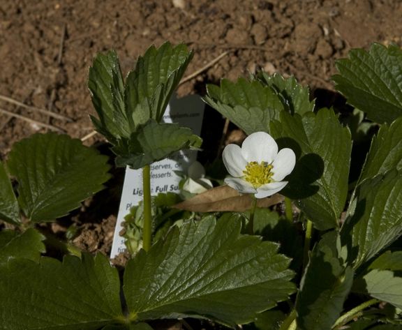 strawberry3_72.jpg