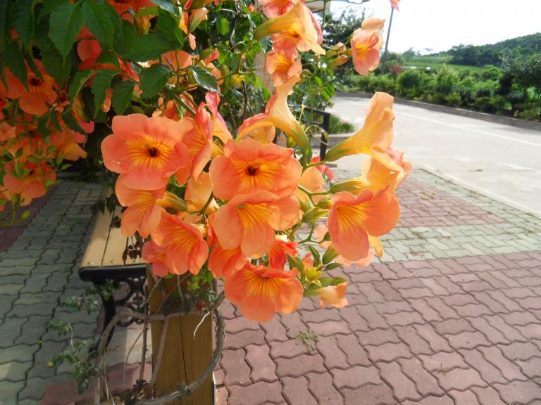 SDC11670.JPG