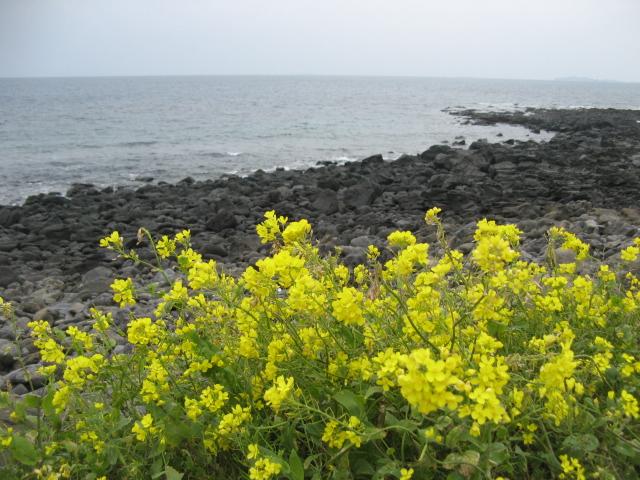 jeju 266.jpg