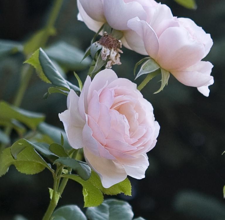 PINK ROSES0.JPG