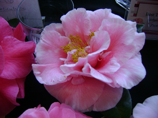 a-DSC03227.JPG