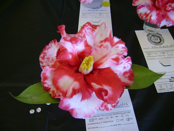 a-DSC03232.JPG