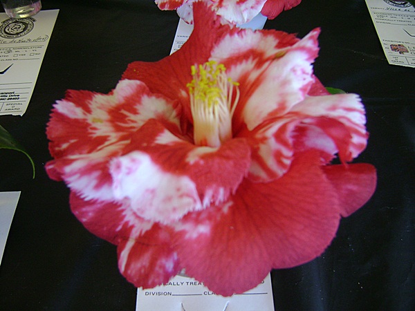 a-DSC03233.JPG