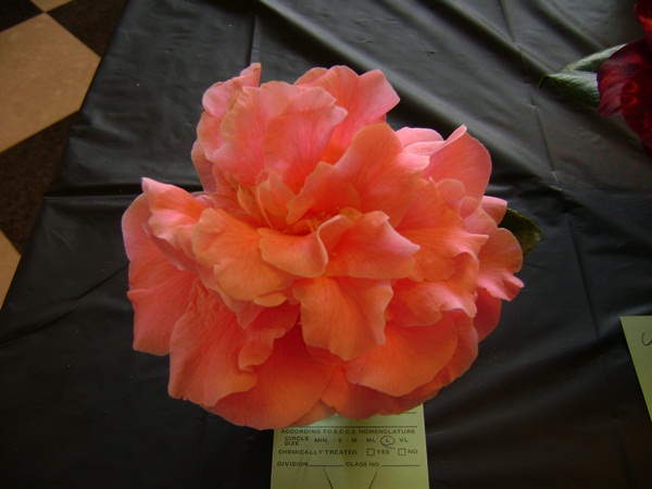 a-DSC03236.JPG