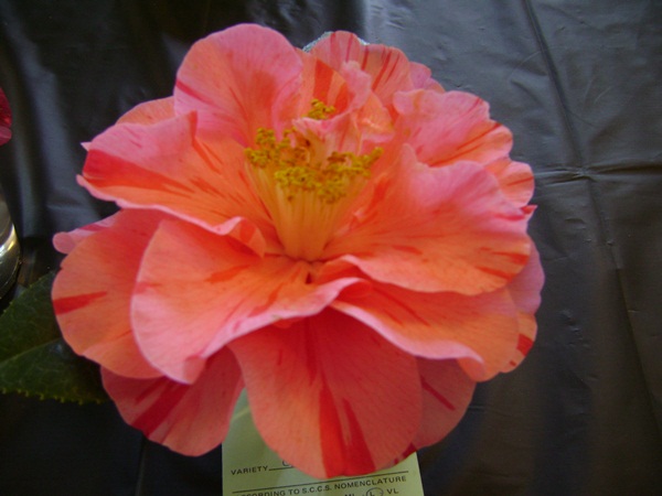 a-DSC03239.JPG