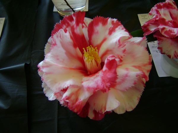a-DSC03246.JPG