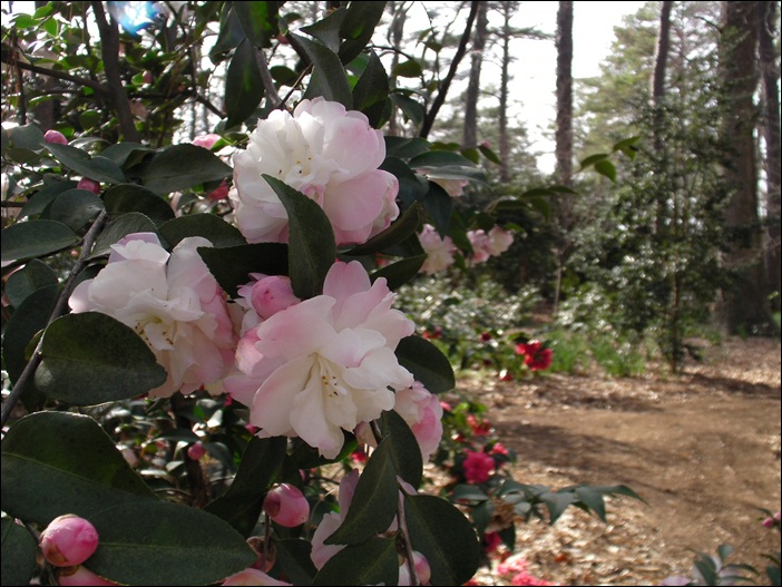 a-SANY0142.JPG