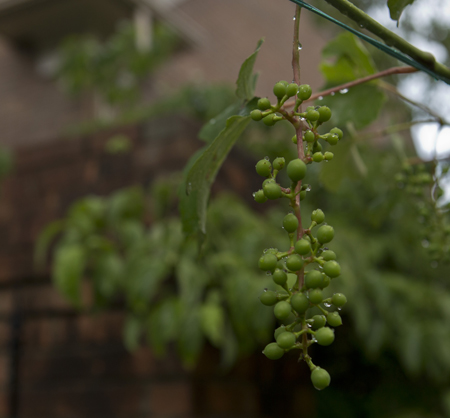 grape451.jpg