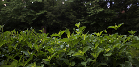 newgreen450.jpg