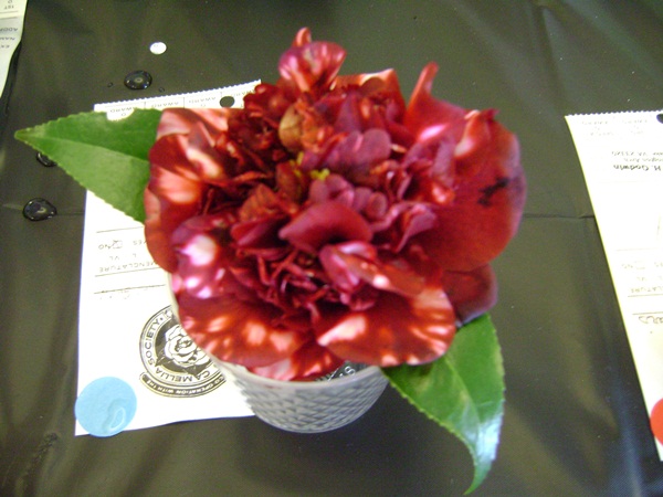 a-DSC03264.JPG