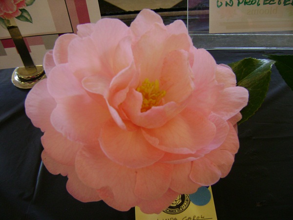 a-DSC03266.JPG