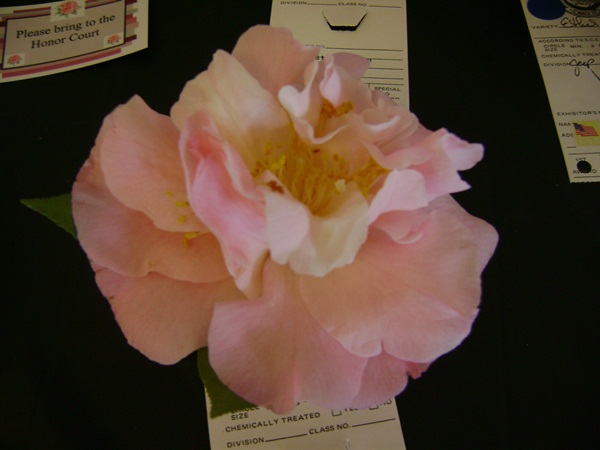 a-DSC03276.JPG