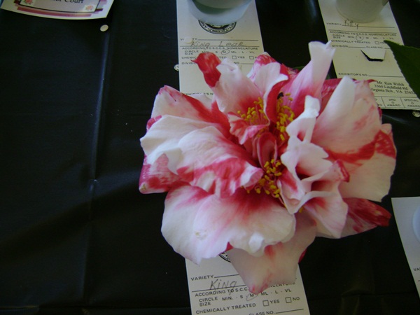 a-DSC03277.JPG