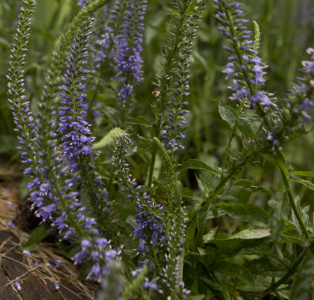blue450.jpg