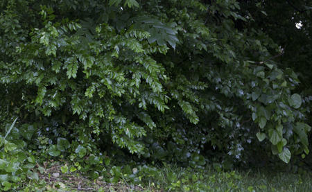 green450.jpg