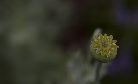 poppy450.jpg