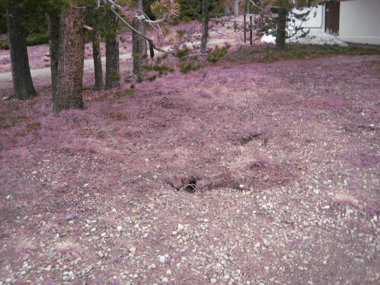 Yellowstone 903.JPG