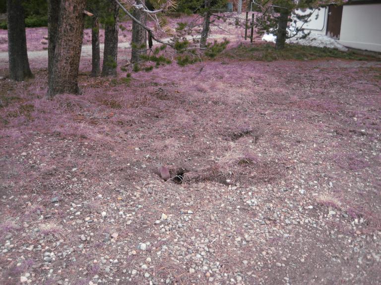 Yellowstone 904.JPG