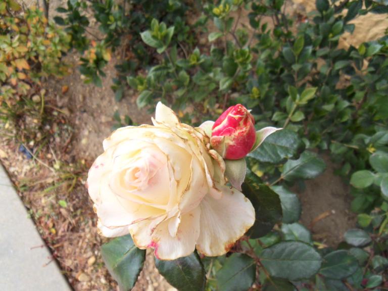 SDC10973.JPG