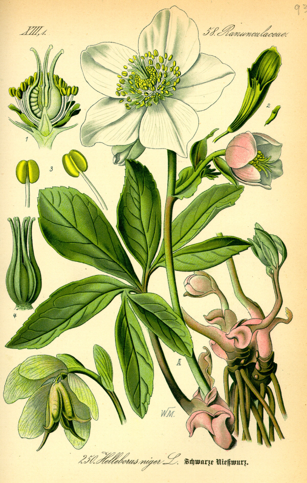 Illustration_Helleborus_niger0_1.jpg