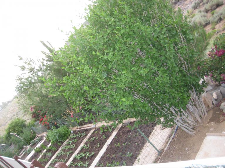 Windy Yard 012.JPG