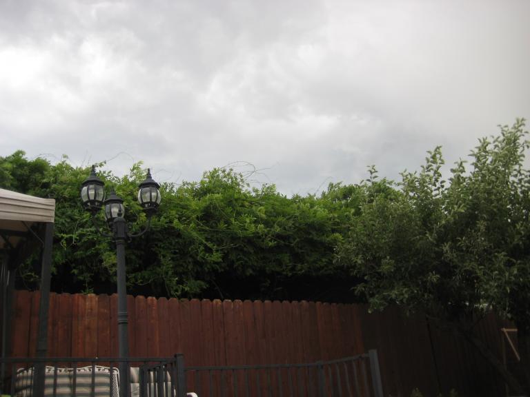 Windy Yard 013.JPG