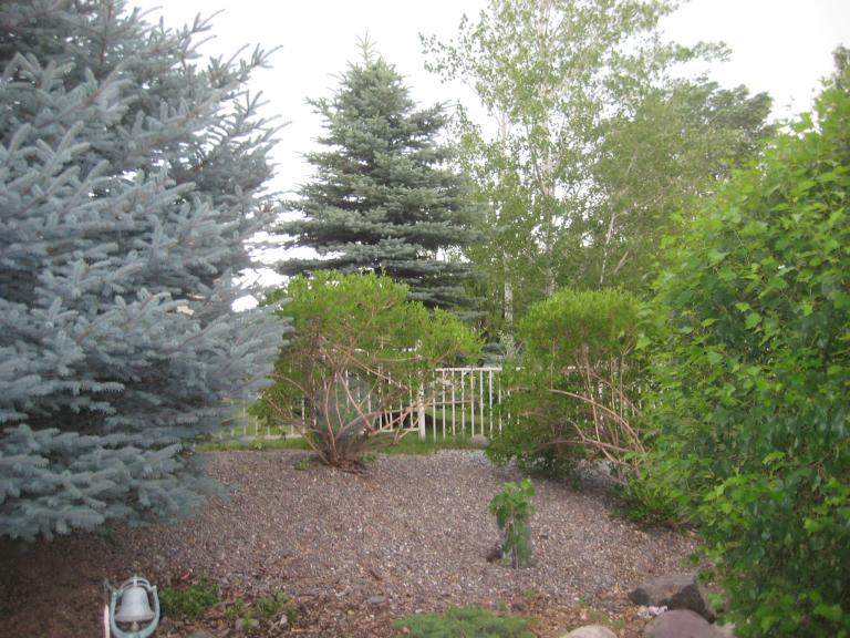 Windy Yard 028.JPG