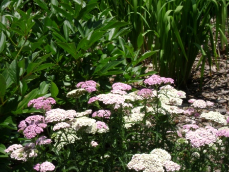 c -DSC00833.JPG