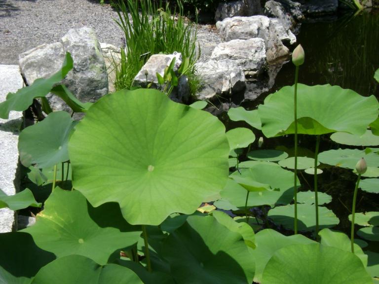 c-DSC00892.JPG