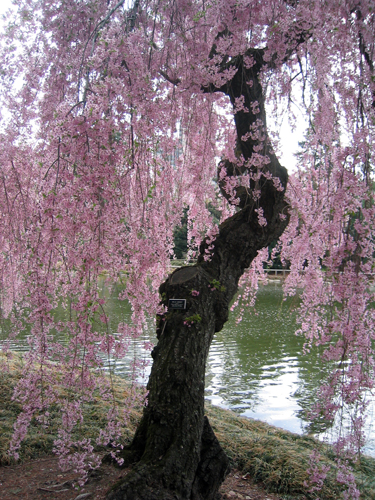 bbg_cherries_10.jpg
