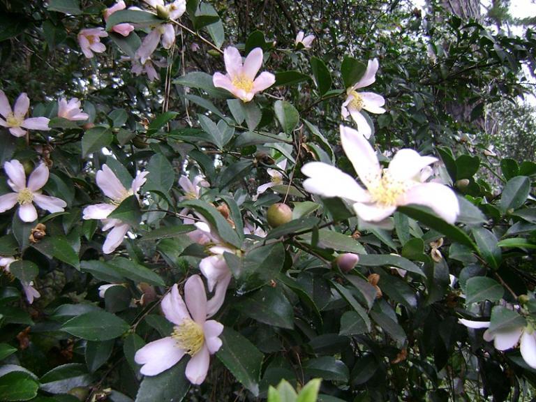 a-DSC05403.JPG