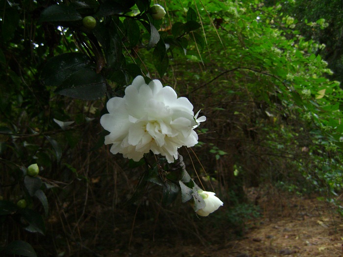 a-DSC05414.JPG